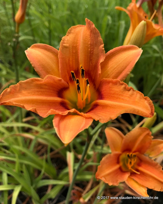 Hemerocallis 'Holiday Wreath'