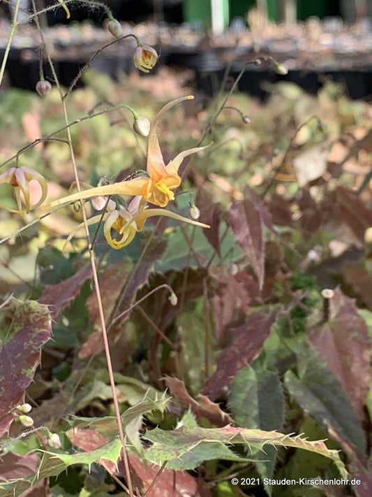 Epimedium 'Andre Charlier'