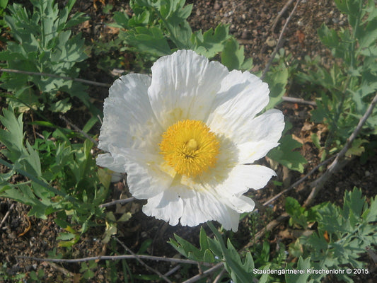 Romneya coulteri subsp. coulteri