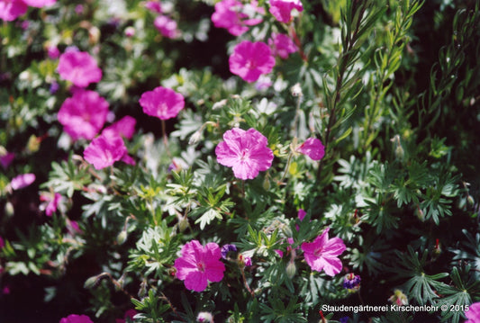 Geranium 'Ann Folkard'