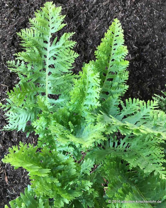 Polypodium cambricum 'Oakleyae'