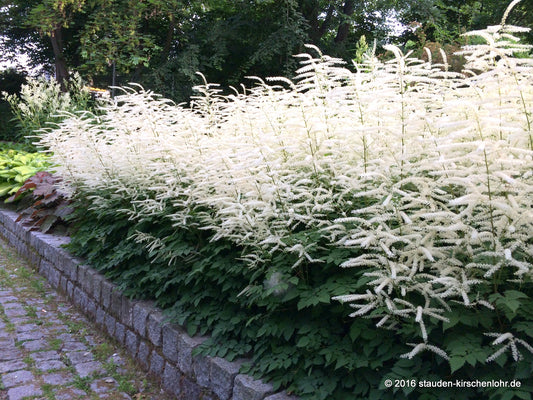 Aruncus 'Misty Lace' ®
