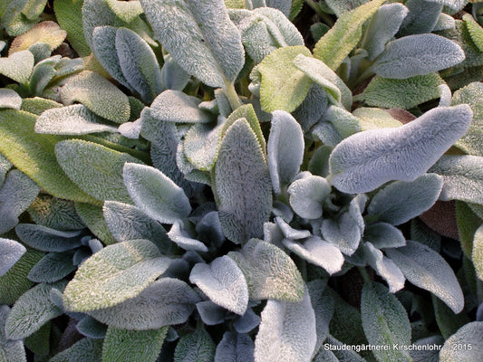 Stachys byzantina 'Silver Carpet'