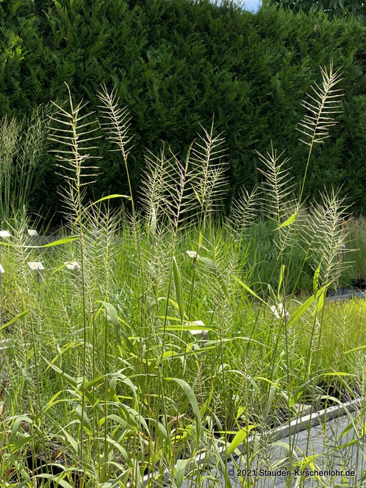 Elymus hystrix (Hystrix patula)
