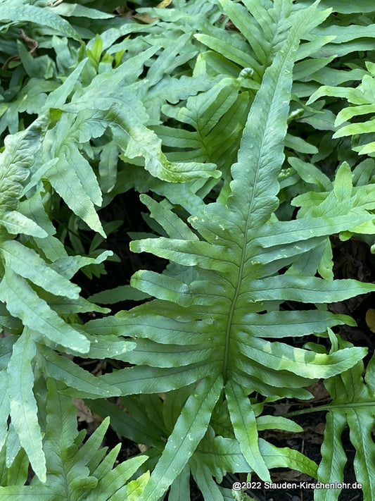 Polypodium cambricum 'Macrostachyon'