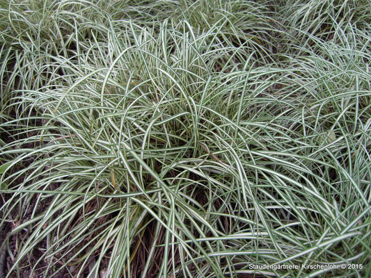 Carex ornitopoda 'Variegata'
