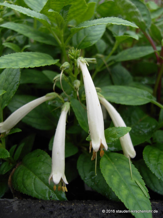 Phygelius x rectus 'Snow Queen'