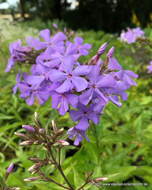 Phlox paniculata 'Great Smoky Mountains'