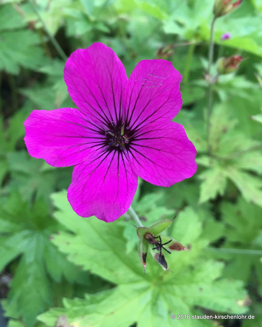 Geranium 'Red Admiral' ®