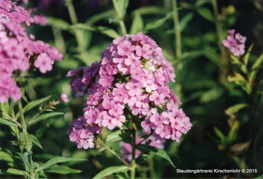 Phlox paniculata 'Hesperis'