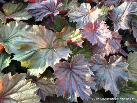 Heuchera 'Brownies' ®