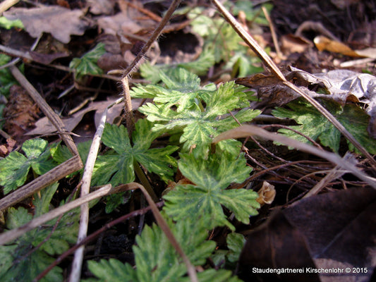 Geranium phaeum 'Margret Wilson'