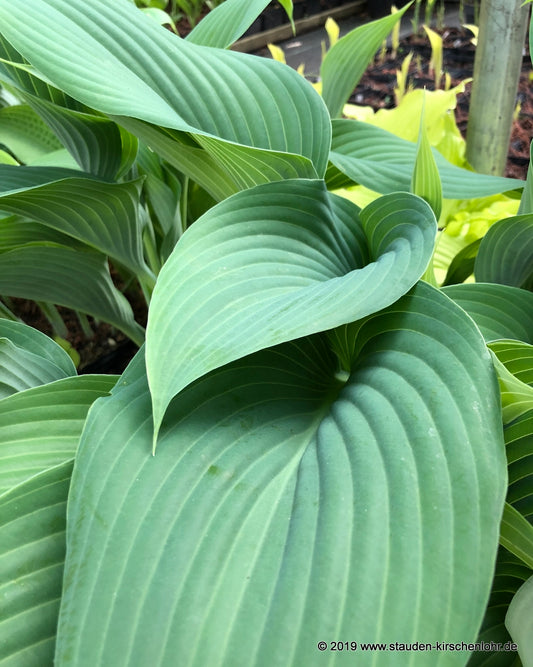 Hosta 'Phoenix'