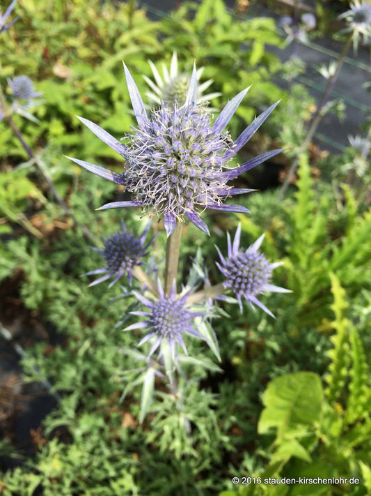 Eryngium bourgatii