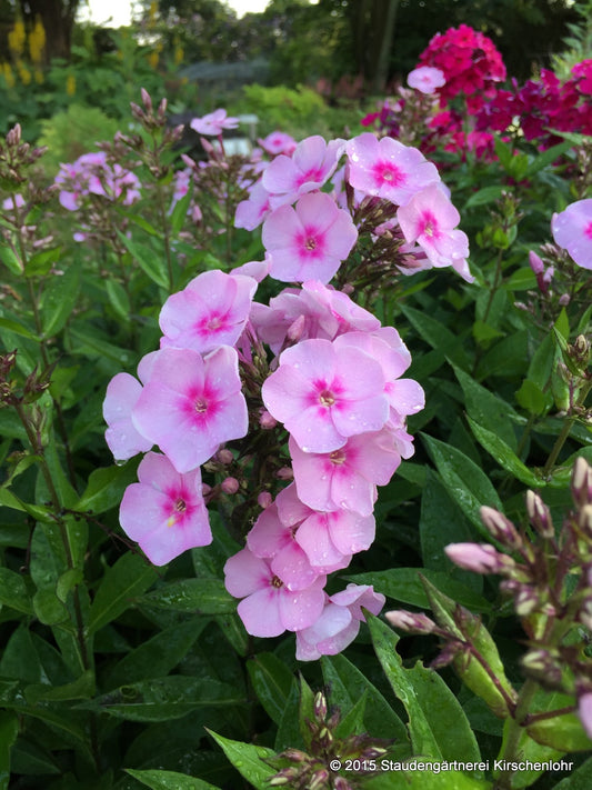 Phlox paniculata 'Sweet Summer Favourite' ®