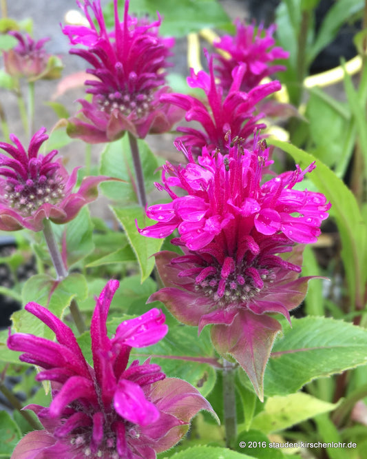 Monarda didyma 'Cranberry Lace' ®