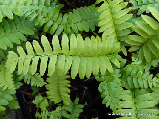 Polystichum munitum