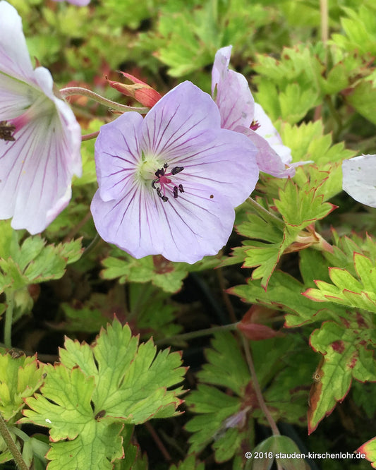 Geranium 'Lilac Ice' ®