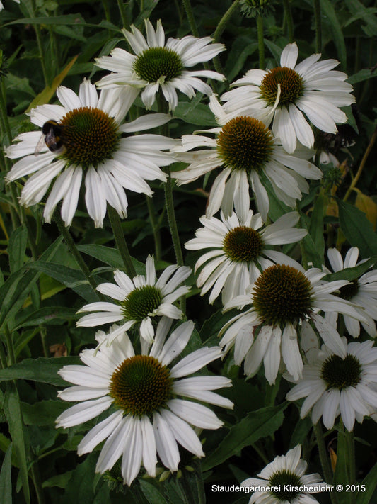 Echinacea 'Avalanche' ®