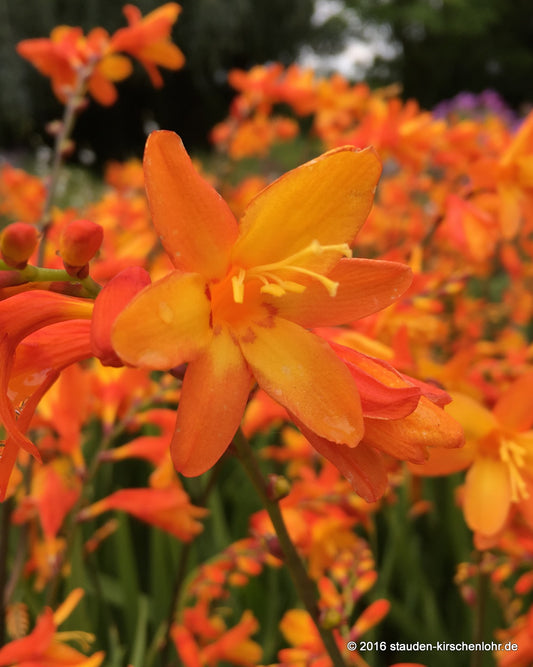 Crocosmia 'Orange Pekoe'