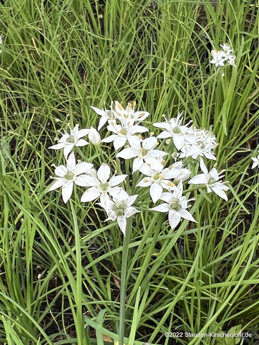 Allium tuberosum