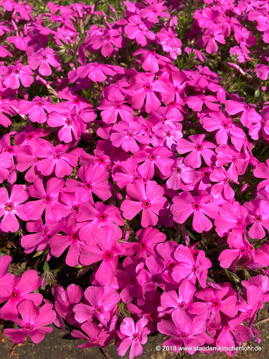 Phlox subulata 'Mc Daniels Cushion'