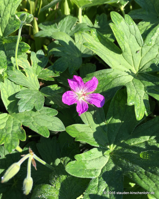 Geranium wlassovianum 'Typ Crûg Farm'
