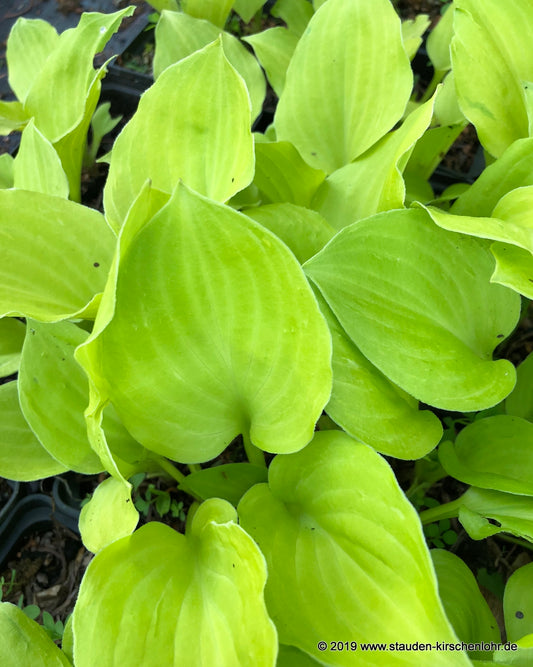 Hosta 'Amber Tiara'