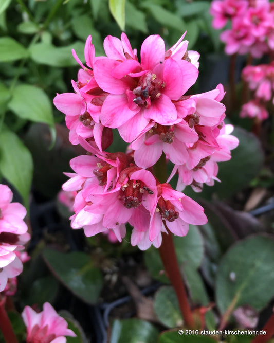 Bergenia 'Dragonfly Sakura' ®