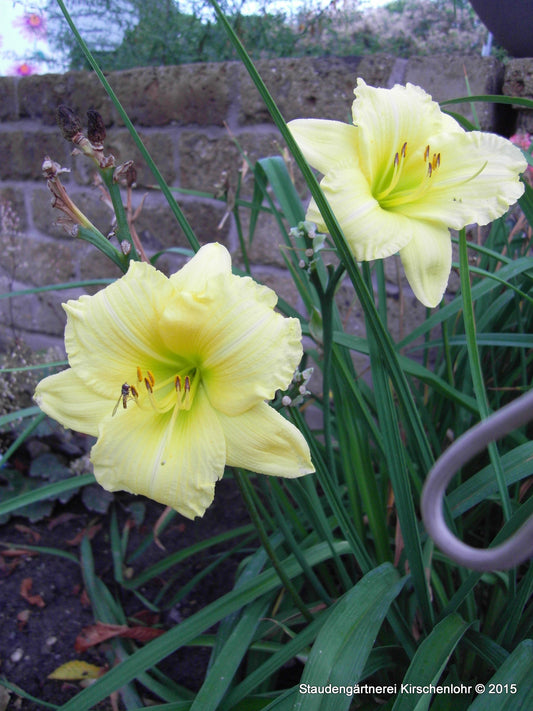 Hemerocallis 'Big Time Happy'