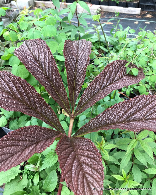 Rodgersia pinnata 'Bronze Peacock' ®