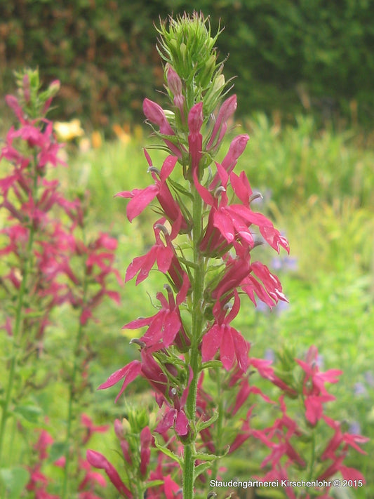 Lobelia x speciosa 'Monet Moment' ®