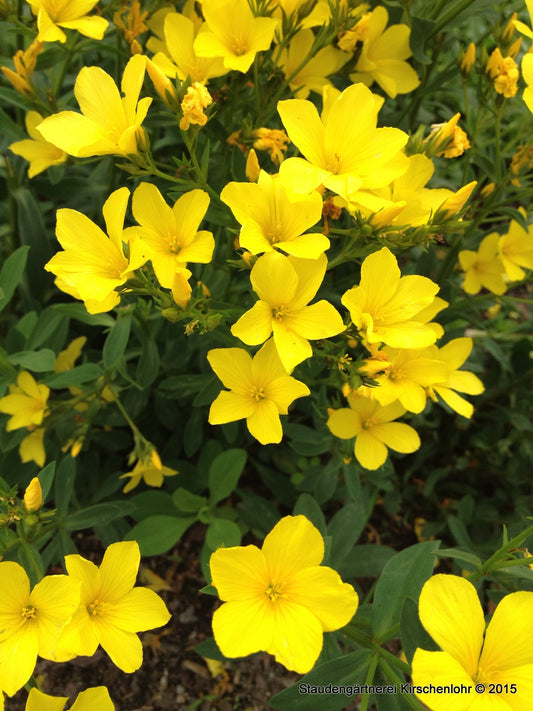 Linum flavum 'Compactum'