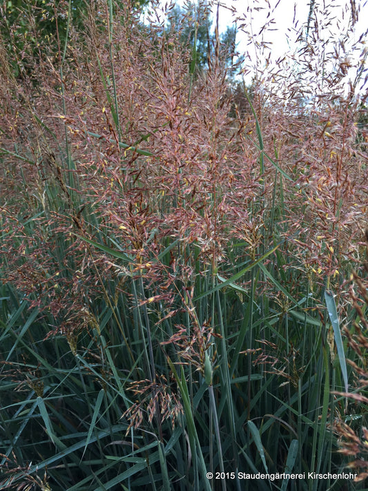 Sorghastrum nutans 'Indian Steel'