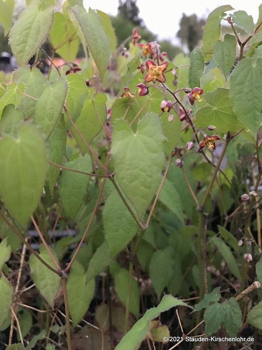 Epimedium alpinum