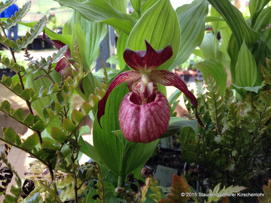 Cypripedium 'Memoriam Shawna Austin' NIS