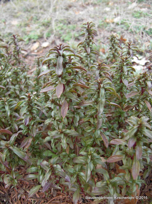 Satureja montana 'Aromakugel'