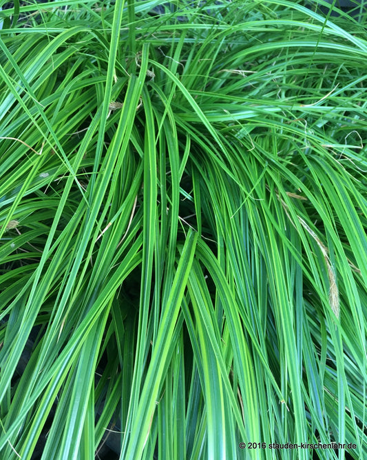 Carex oshimensis 'Everlime' ® NIS