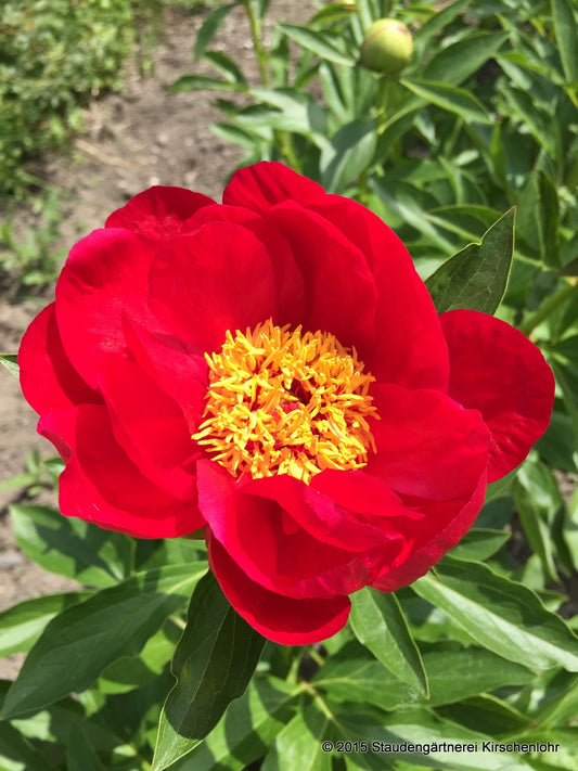 Paeonia 'Postillion'