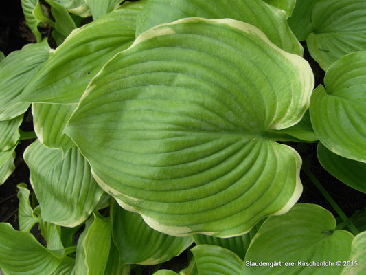 Hosta 'Winter Snow'