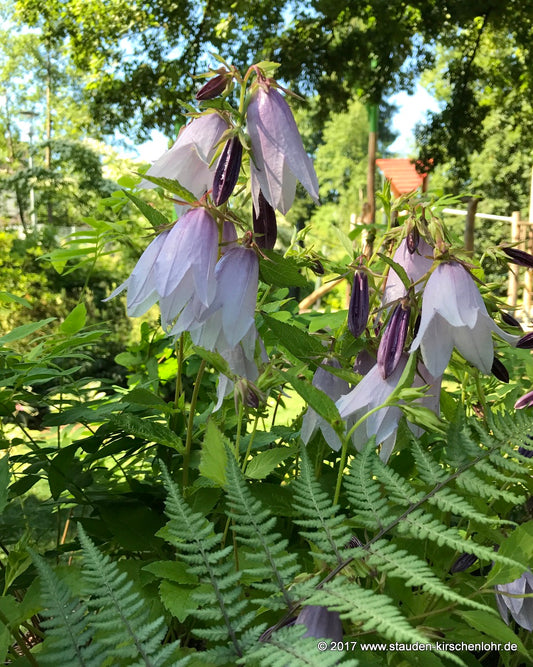 Campanula 'Iridescent Bells' ®