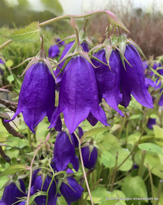 Campanula 'Kent Bell'