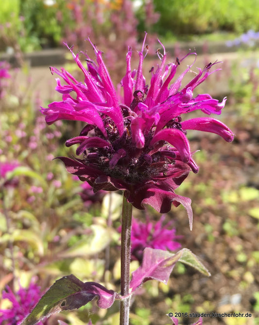 Monarda 'Saxon Purple'