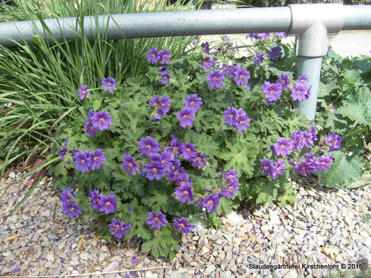 Geranium x magnificum 'Rosemoor'