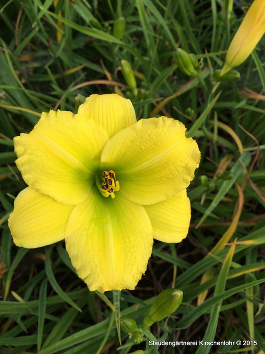 Hemerocallis 'Green Flutter'