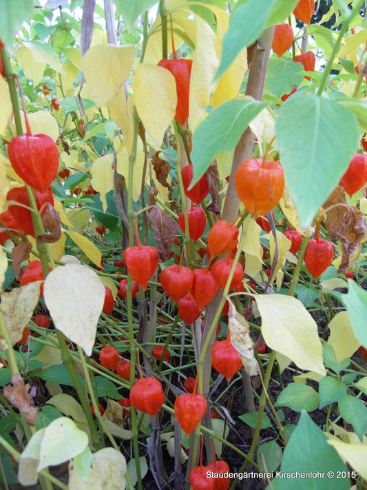 Physalis alkekengi var. franchetii