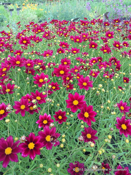 Coreopsis 'Mercury Rising' ®