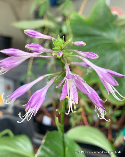 Hosta yingeri BSWJ546