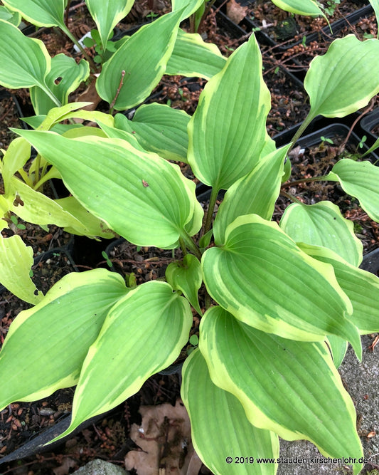 Hosta 'Fall Dazzler'