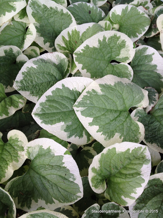 Brunnera macrophylla